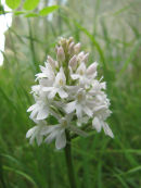 White Pyramidal orchid