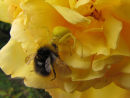 Crab Spider and Bee