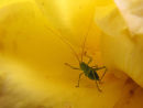 Cricket in yellow rose