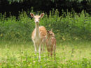 Fallow deer