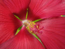 Exotic flower