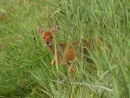 Chinese Water Deer