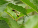 Ichneumon fly