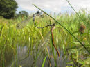 Emerald damselflies mating