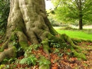 Beech tree