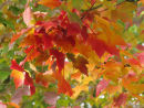 Acer Crimson Glory leaves