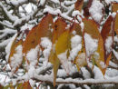 Autumn leaves & snow