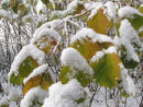 Autumn leaves & snow