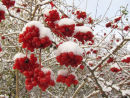 Guelder-rose berries & snow