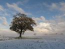 Winter landscape