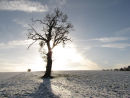 Winter tree