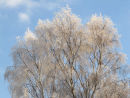 Hoar frost