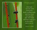God said, “Let the earth yield grass, herbs yielding seeds, and fruit trees bearing fruit after their kind, with their seeds in it, on the earth;” and it was so. (Genesis 1:11 WEB)