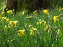 Spring Daffodils