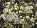 Blackthorn Blossom