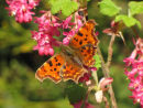 Comma butterfly, Ribes flowers