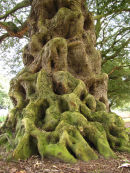 Evergreen oak
