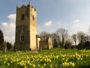 Daffodils