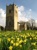 Daffodils
