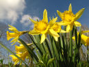 Daffodils