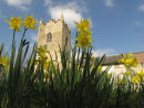 Daffodils in churchyard