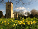 Daffodils in churchyard