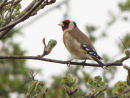 Goldfinch