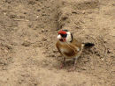 Goldfinch with nesting material
