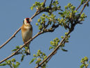Goldfinch & spring leaves on Rowan tree