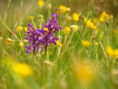 Green veined orchid