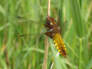 Female Broad Bodied Chaser