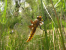 Broad bodied chaser
