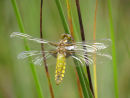 Emergent Broad Bodied Chaser