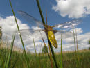 Emergent Broad Bodied Chaser