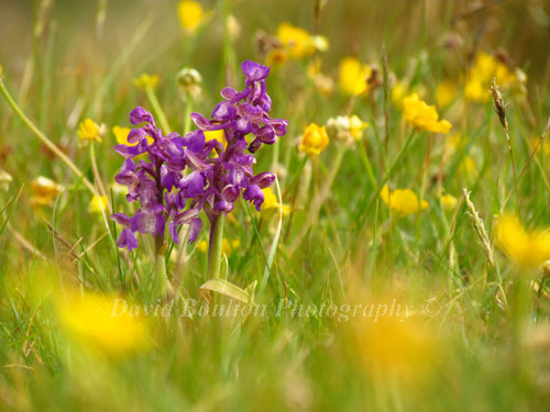 Green winged Orchids