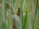 Four spotted chaser covered in early morning dew