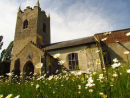 Churchyard & ox eye daisies
