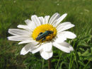 Click beetle on ox eye daisy