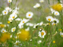 Ox eye daisies & buttercups