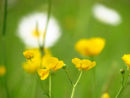 Buttercups and ox eye daisies