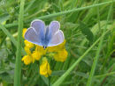 Common blue butterfly