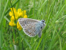 Common blue butterfly