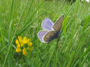 Common blue butterfly