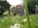 Brown Argus butterfly (to be verified)