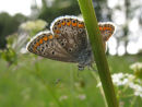 Brown Argus butterfly (to be verified)