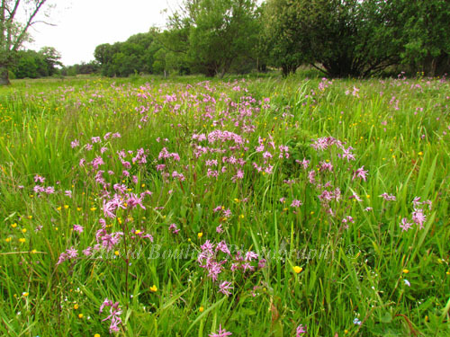 Meadow full of Ragged Robin