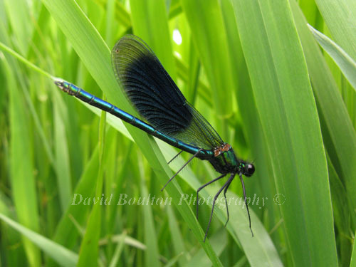 Banded Demoiselle