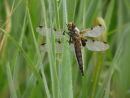 Four spotted Chaser dragonfly covered in morning dew