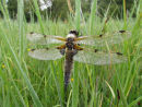 Four spotted chaser dragonfly covered in morning dew