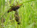 Four spot Chaser emerging